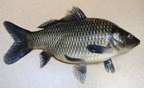 Mengenal Umpan Jitu Untuk Mancing Ikan Karper Ikan Mas Ikan Ikan Mas Ikan Air Tawar