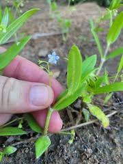 Image result for Pouchetia baumanniana