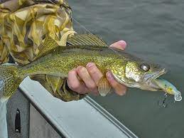 Walleye Fishing Tips Tips On How To Catch Walleye Walleye Fishing Tips Fish Walleye Fishing