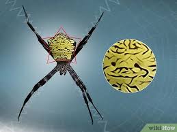 Maybe you would like to learn more about one of these? How To Identify A Banana Spider With Pictures Wikihow