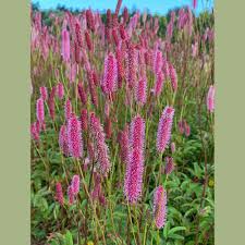 Image result for Buchnera subglabra