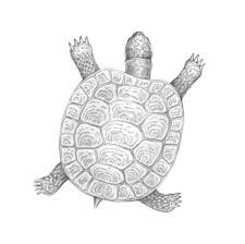 Wie Zeichnet Man Eine Schildkrote Design Illustration Website Entwicklung Computerspiele Und Mobile Anwendungen