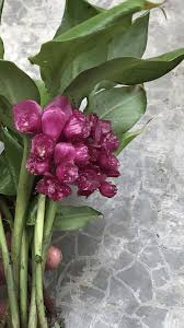 Image result for Globba