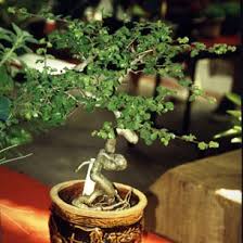 Image result for Commiphora africana