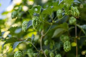 Year 692 (dcxcii) was a leap year starting on monday (link will display the full calendar) of the julian calendar. Introducing Talus Brand Hbc 692 Yakima Chief Hops
