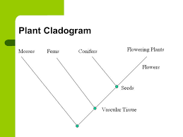 They are eukaryotic and multicellular. Plant Diversity Kingdom Plantae Multicellular Eukaryotes Cell Walls Made Of Cellulose Photosynthesize Using Chlorophyll A And B Most Are Autotrophs Ppt Download