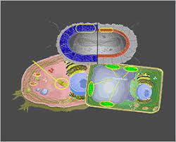 More images for cells alive animal cell mitosis » Cells Alive
