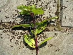 Once all the old plants are out of the bed, how can i treat the soil to get rid of the ants without making the soil unsuitable for veggie gardening? How To Get Rid Of Ants Naturally In The Garden Garden Myths