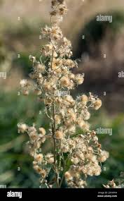 Image result for Erigeron sumatrensis