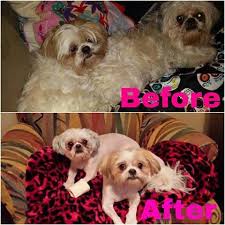 Happy hound grooming services provides better than any high quality care offered at our salon right at your home. Happy Scrappy Mobile Pet Grooming San Antonio Surrounding Areas San Antonio Tx 2021