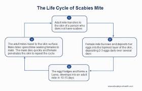Image result for Sarcoptes scabiei life cycle