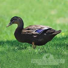 Rouen Duck Rouen Duck Rouen Duck