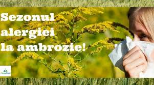 Trápí vás alergie, astma či atopický ekzém? Alergia La Ambrozie Un Pericol Din Ce In Ce Mai RÄƒspandit 3f Plantamed
