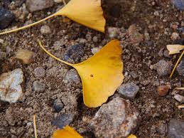 Use them in commercial designs under lifetime, perpetual & worldwide rights. Ginkgo Leaf Wallpaper Iphone Android Desktop Backgrounds