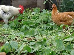 Dengan adanya kegiatan ekonomi, penduduk di mentakab mahupun di jepun dapat menikmati pelbagai kemudahan yang moden bagi menjamin. Produksi Pertanian Mandiri Produksi Pakan Ayam Echocommunity Org