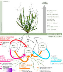 Image result for Vincetoxicum apiculatum