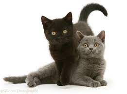 Black, white, red, cream, silver, golden, cinnamon, and. Grey Black Kittens British Shorthair Kittens Cat Care British Shorthair Cats