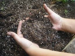 Heavy soils need copious amounts of grit added, and will also benefit from garden compost to bring air into the mix. Does Potting Soil Go Bad Do Not Disturb Gardening