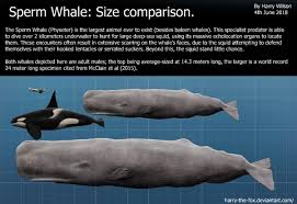 Comparison humpback megaptera novaeangliae size whale. Who Would Win A Bull Sperm Whale Or A Pod Of Orcas Quora