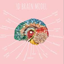 Midbrain And Hindbrain Labeled 3d Brain Model Food Diy Brain Models Occipital Lobe Occipital