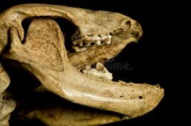 Schliessen Sie Oben Vom Dachs Schadel Stockbild Bild Von Schadel Dachs 71904435