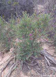 Image result for Indigofera zenkeri