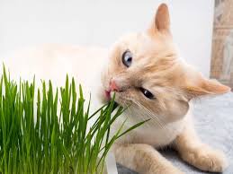 Cat animals zum kleinen preis hier bestellen. 7 Effective Ways To Keep Cats Out Of Indoor Plants The Practical Planter