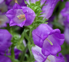 Canterbury Bells Purple Flowers Garden Purple Flowers Purple Flower Names