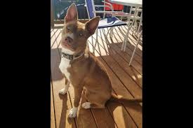 More ideas from companion pet rescue of middle tennessee. Companion Pet Rescue Of Middle Tennessee Lacey Clarksville Tn Online