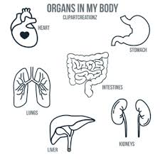 In these organs, muscles serve to move substances throughout the body. Body Organ Flash Card Worksheets Teachers Pay Teachers