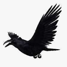 Corvus Corax Common Raven 3d Model 3d Model Model Bald Eagle