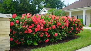 Image result for Ixora nana