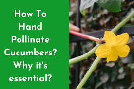 Image result for how to self pollinate cucumbers