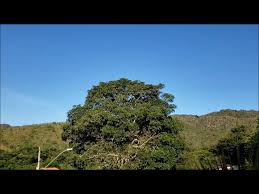 Larry Coryell, Philip Catherine, Alphonse Mouzon & John Lee, Westport  (1977)