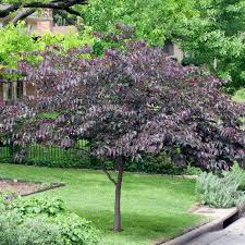 Cercis Canadensis Forest Pansy Redbud Dobbies Garden Centres Redbud Tree Spring Flowering Trees Low Water Gardening