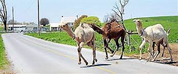 A camel handler pulled his camel out of its travel carrier in the middle of a snowstorm. In Pa Dairy Farmers Keep Camel Herd Sell Milk National And World Dailylocal Com