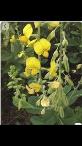 Image result for Laportea ovalifolia