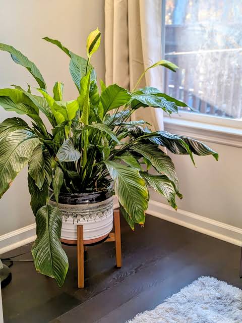 Peace Lily