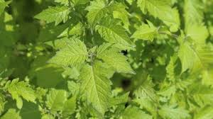 Ameisen Mit Naturlichen Mitteln Aus Dem Garten Vertreiben Das Funktioniert Gut Mithilfe Von Tomatenblattern Je Ameisen Vertreiben Ameisen Im Garten Ameisen