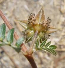Image result for Tribulus terrestris