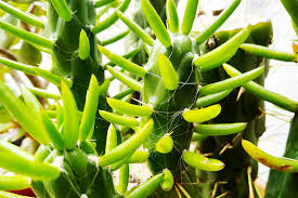 2 how to take cactus needles out of clothes easily. Are Cactus Plants Poisonous For Humans Pets Do Spines Have Poison