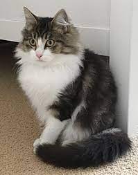Blackie was a street cat that roamed in as a kitten and has been a very loving cat ever since. Tabby Cat Wikipedia