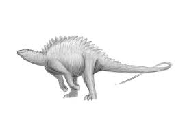 Image result for Brachystephanus