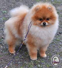 Caring For New Pomeranian Pup While Working