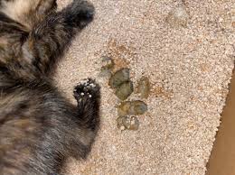 That coupled with diarrhea often signals kitty has coccidia. Grey Kitten Poop Thecatsite
