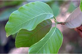 Image result for Hymenodictyon parvifolium