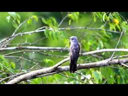 Tentu kita tidak asing lagi saat ini jenis spesies burung di indonesia semakin bertambah. Suara Emprit Gantil Dialam Liar Youtube