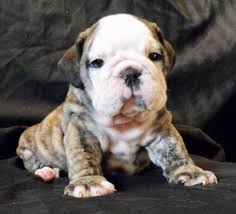 Po box 18, midhurst gu29 9yu west sussex uk. Daisy Is A Brindle Female English Bulldog Puppy American Born And Raised With Champion Lines Being Sold With A Bulldog Puppies Bulldog English Bulldog Puppy