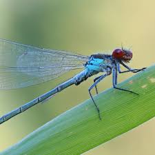 Image result for Najas horrida