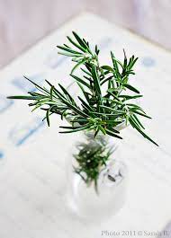 rosmarino inside garden growing herbs plants